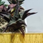 Haworthia Seedling MS178 Koibito Splendens x Syoukin Var - 1