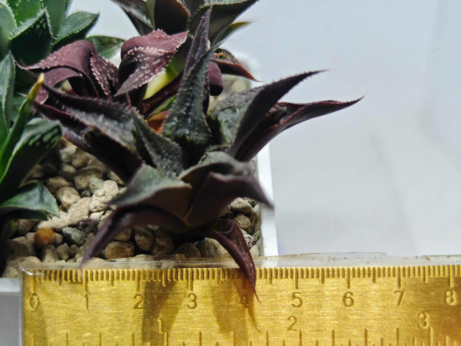 Haworthia Seedling MS178 Koibito Splendens x Syoukin Var - 1