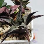 Haworthia Seedling MS178 Koibito Splendens x Syoukin Var - 2