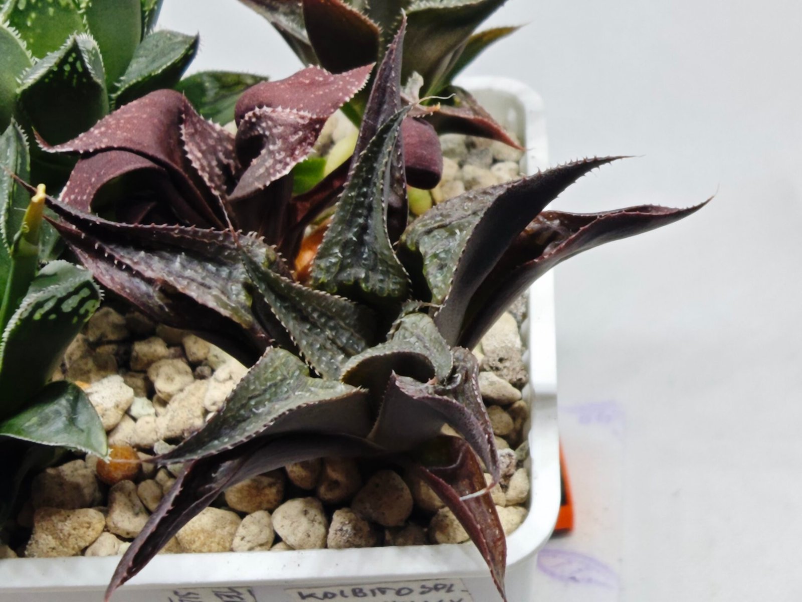 Haworthia Seedling MS178 Koibito Splendens x Syoukin Var - 2