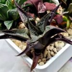 Haworthia Seedling MS178 Koibito Splendens x Syoukin Var - 3