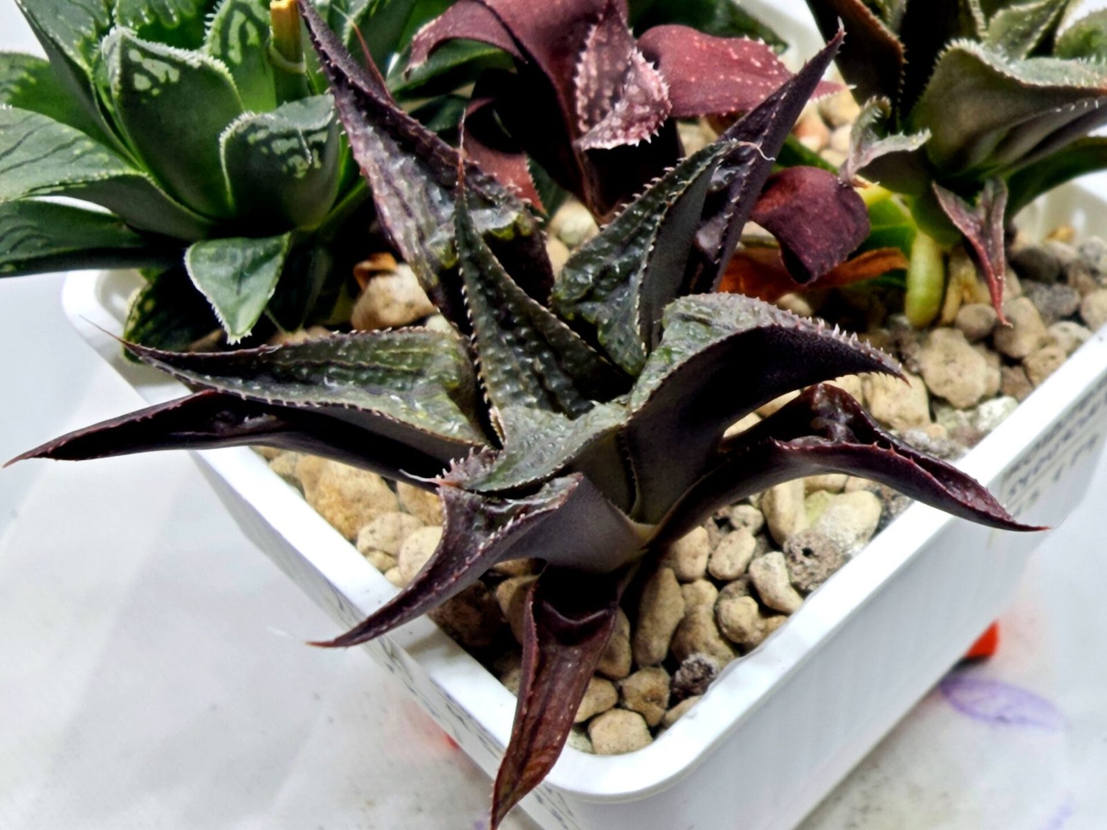 Haworthia Seedling MS178 Koibito Splendens x Syoukin Var - 3