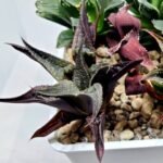 Haworthia Seedling MS178 Koibito Splendens x Syoukin Var - 4