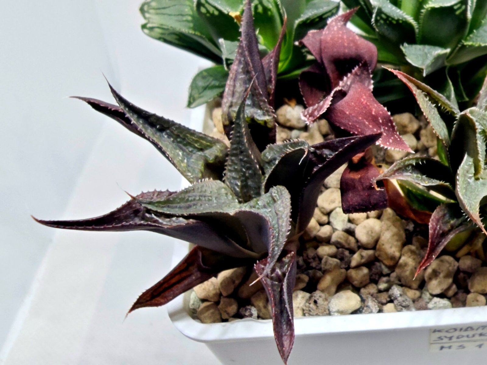 Haworthia Seedling MS178 Koibito Splendens x Syoukin Var - 4