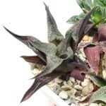 Haworthia Seedling MS178 Koibito Splendens x Syoukin Var - 5