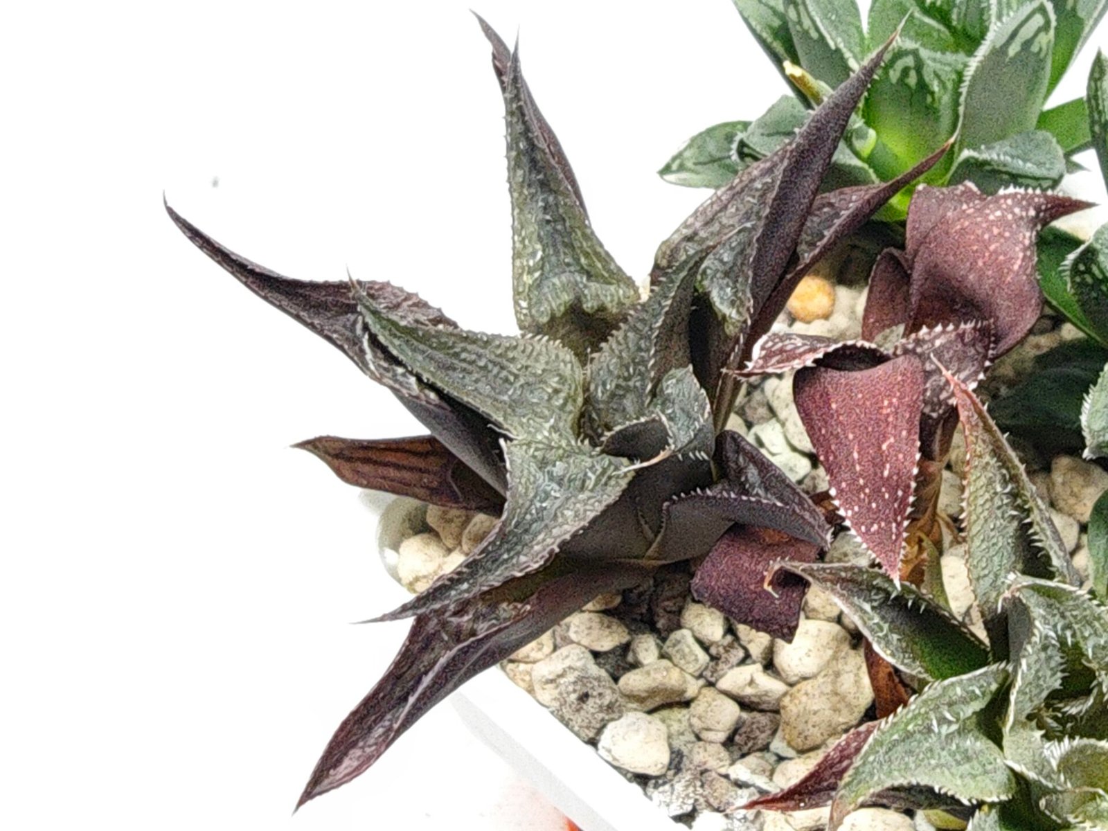 Haworthia Seedling MS178 Koibito Splendens x Syoukin Var - 5