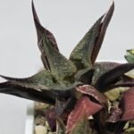Haworthia Seedling MS178 Koibito Splendens x Syoukin Var - 6
