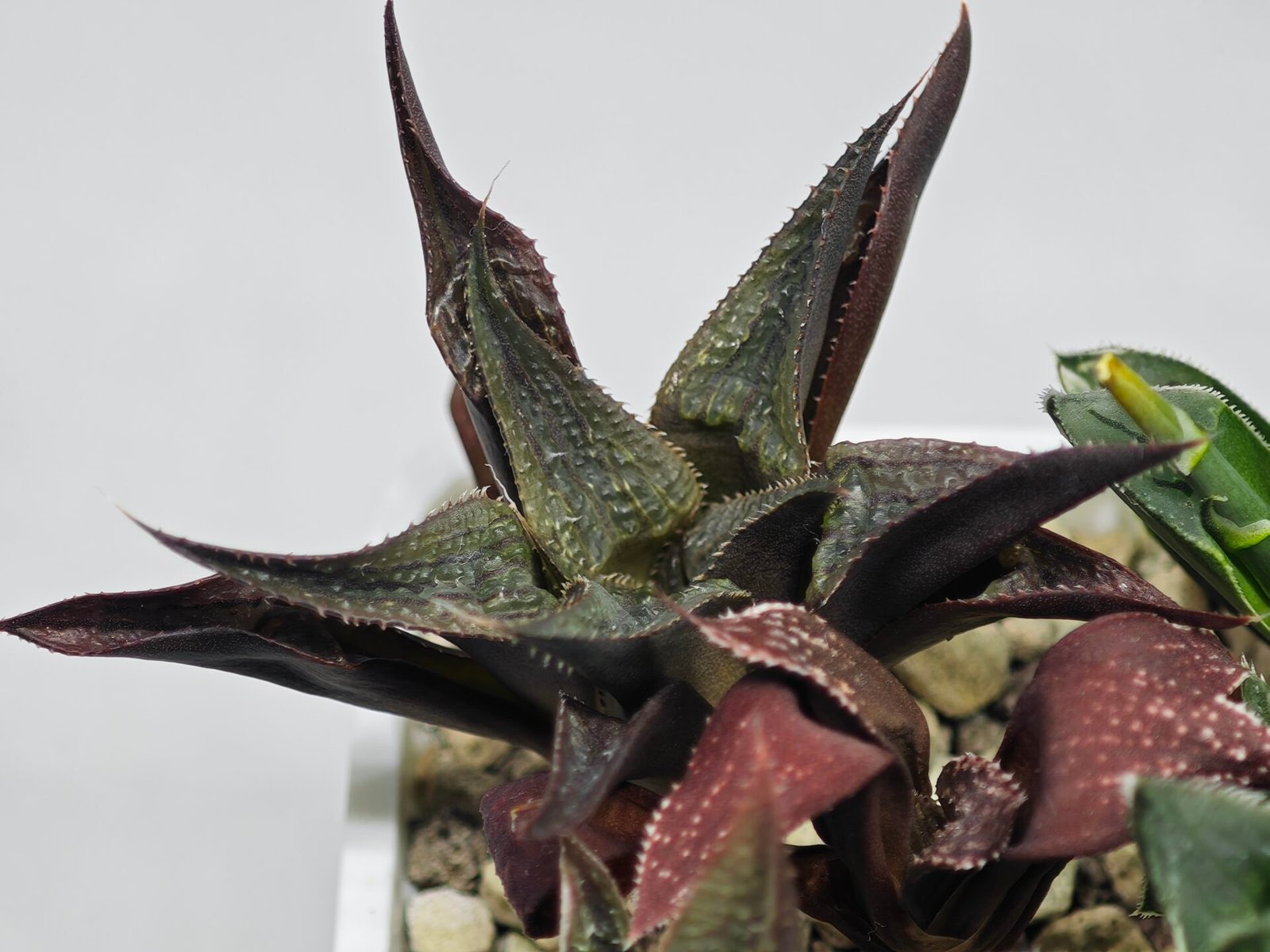 Haworthia Seedling MS178 Koibito Splendens x Syoukin Var - 6