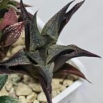 Haworthia Seedling MS178 Koibito Splendens x Syoukin Var - 7