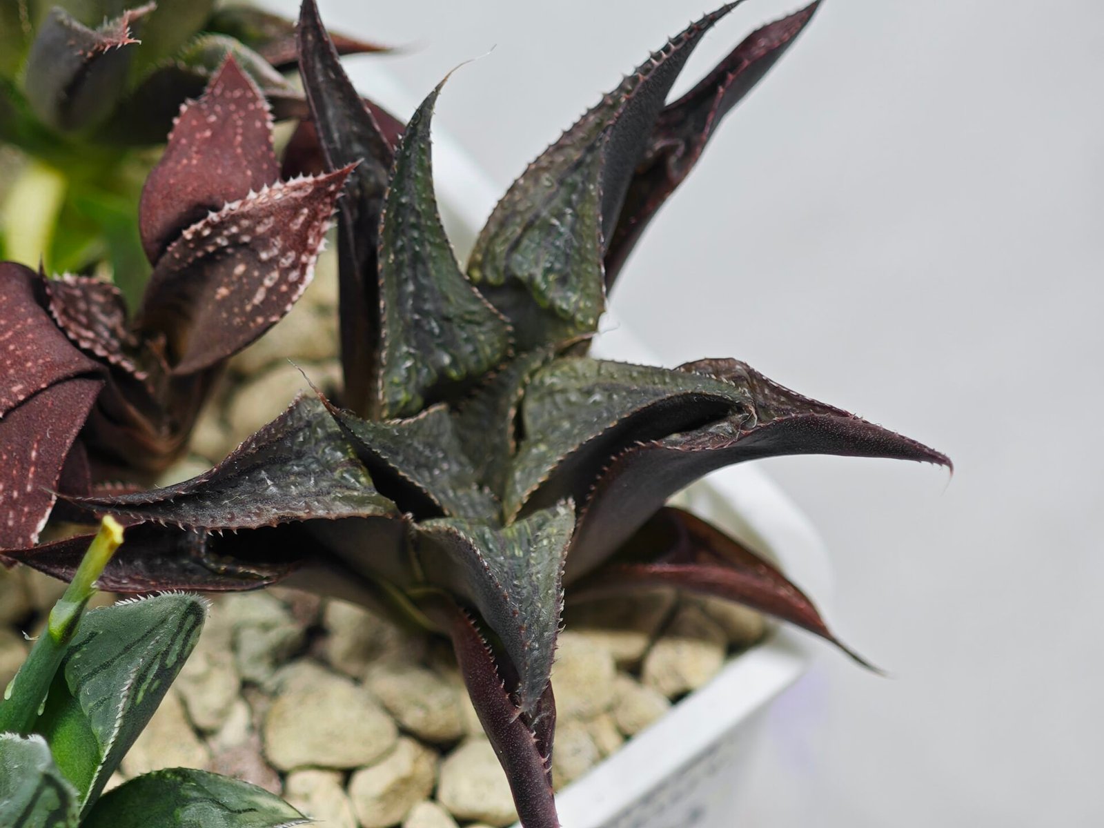 Haworthia Seedling MS178 Koibito Splendens x Syoukin Var - 7