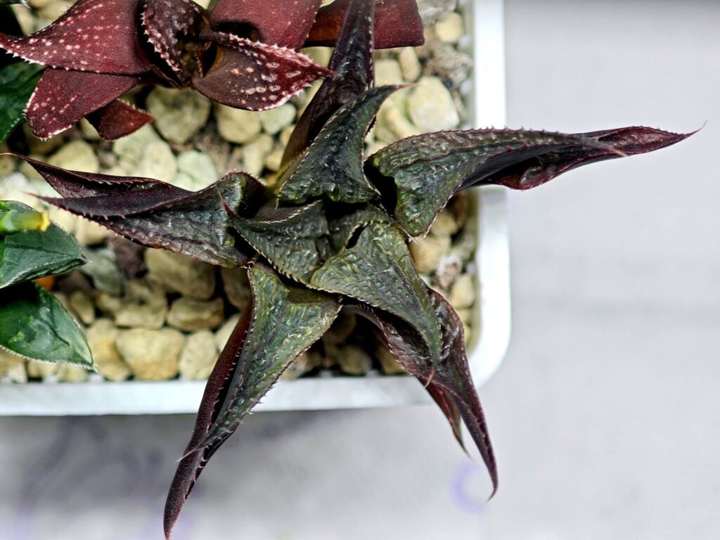 Haworthia Seedling MS178 Koibito Splendens x Syoukin Var - 8