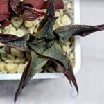 Haworthia Seedling MS178 Koibito Splendens x Syoukin Var - 8
