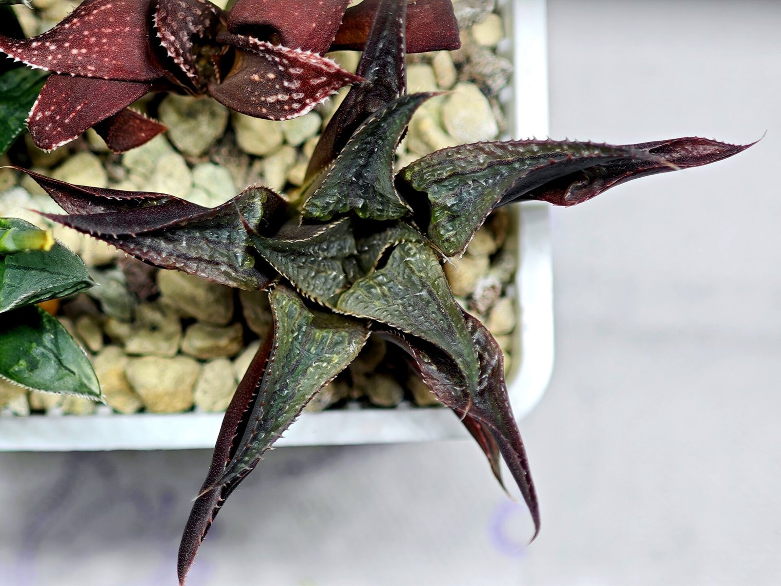 Haworthia Seedling MS178 Koibito Splendens x Syoukin Var - 8