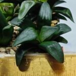 Haworthia Seedling MS180 Pretty Face Variegated - 1