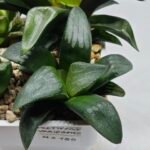 Haworthia Seedling MS180 Pretty Face Variegated - 2
