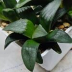 Haworthia Seedling MS180 Pretty Face Variegated - 3
