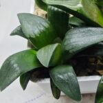 Haworthia Seedling MS180 Pretty Face Variegated - 4