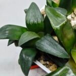 Haworthia Seedling MS180 Pretty Face Variegated - 5