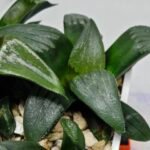 Haworthia Seedling MS180 Pretty Face Variegated - 6
