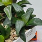 Haworthia Seedling MS180 Pretty Face Variegated - 7