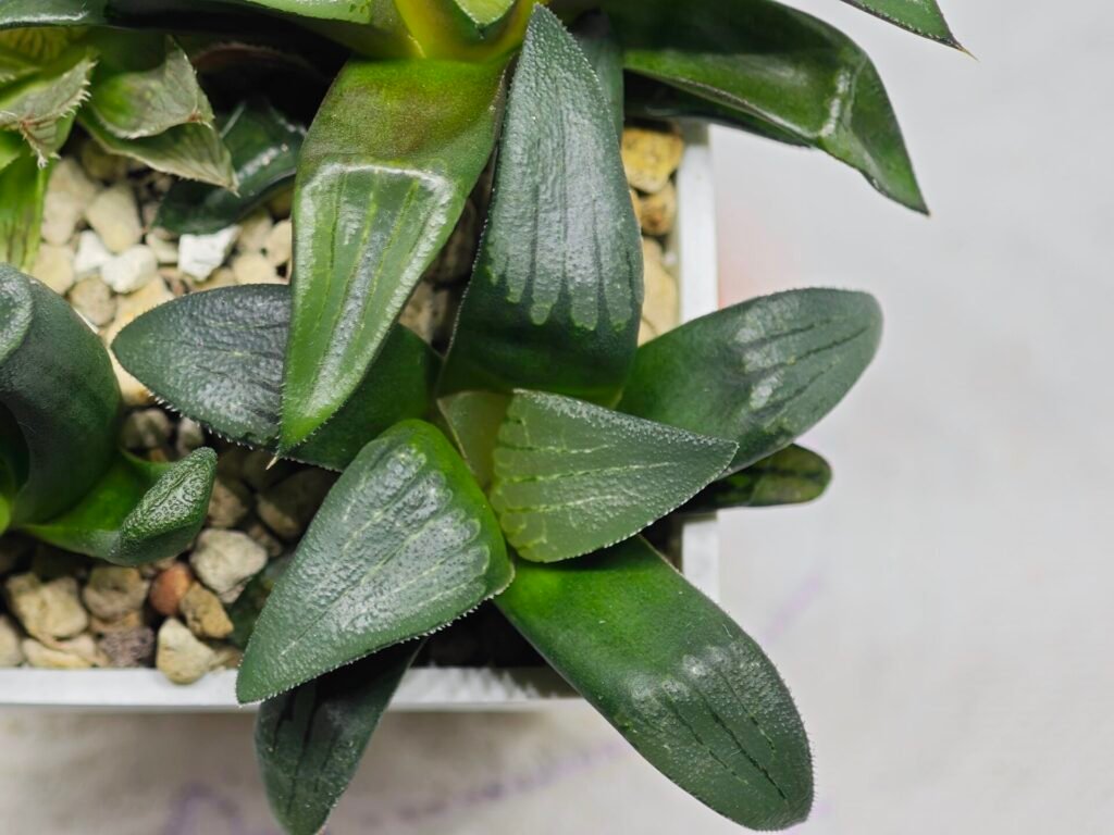 Haworthia Seedling MS180 Pretty Face Variegated - 8