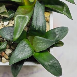 Haworthia Seedling MS180 Pretty Face Variegated - 8
