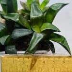 Haworthia Seedling MS181 Solar Var - 1