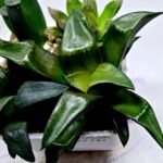 Haworthia Seedling MS181 Solar Var - 2
