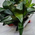 Haworthia Seedling MS181 Solar Var - 3