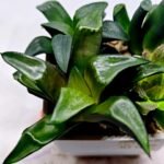 Haworthia Seedling MS181 Solar Var - 4