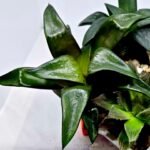 Haworthia Seedling MS181 Solar Var - 5
