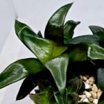 Haworthia Seedling MS181 Solar Var - 6