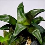 Haworthia Seedling MS181 Solar Var - 7