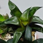 Haworthia Seedling MS181 Solar Var - 8