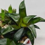 Haworthia Seedling MS181 Solar Var - 9