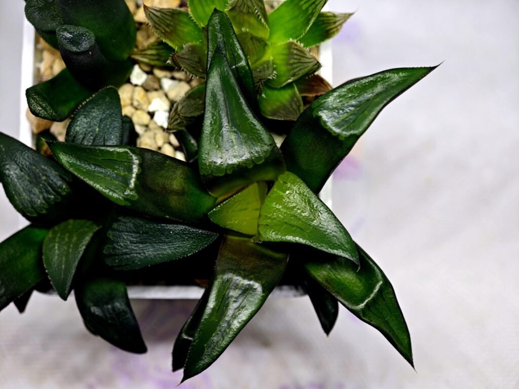 Haworthia Seedling MS181 Solar Var - 10
