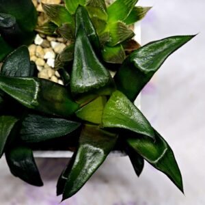 Haworthia Seedling MS181 Solar Var - 10