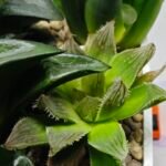 Haworthia Seedling MS182 Akebono Obtusa Variegated - 1