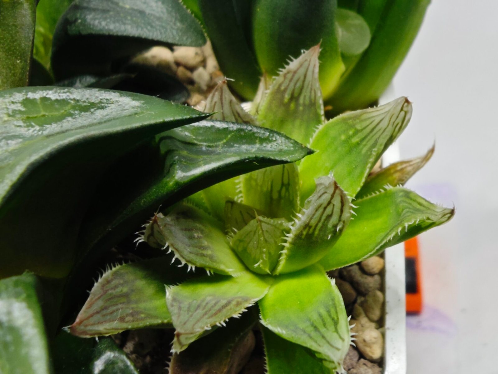 Haworthia Seedling MS182 Akebono Obtusa Variegated - 1