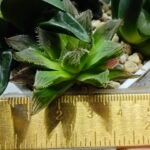 Haworthia Seedling MS182 Akebono Obtusa Variegated - 2