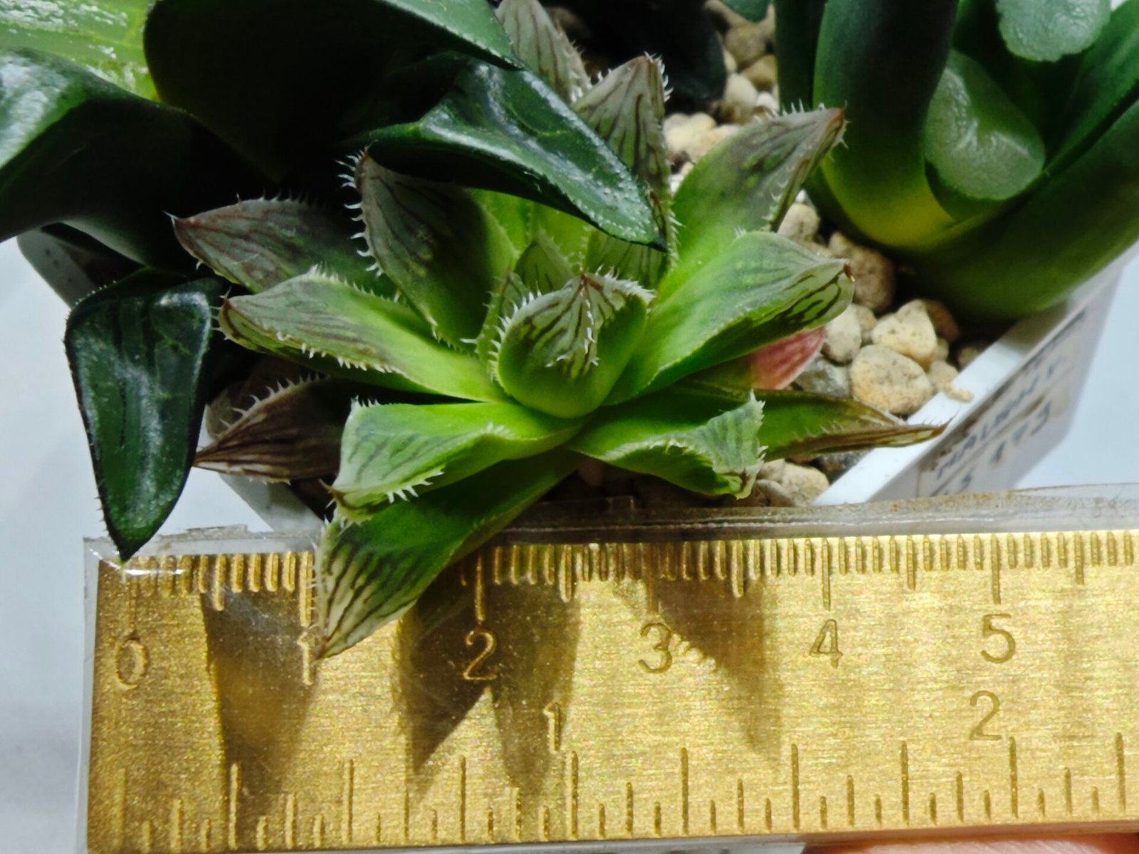 Haworthia Seedling MS182 Akebono Obtusa Variegated - 2