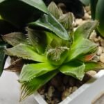 Haworthia Seedling MS182 Akebono Obtusa Variegated - 3