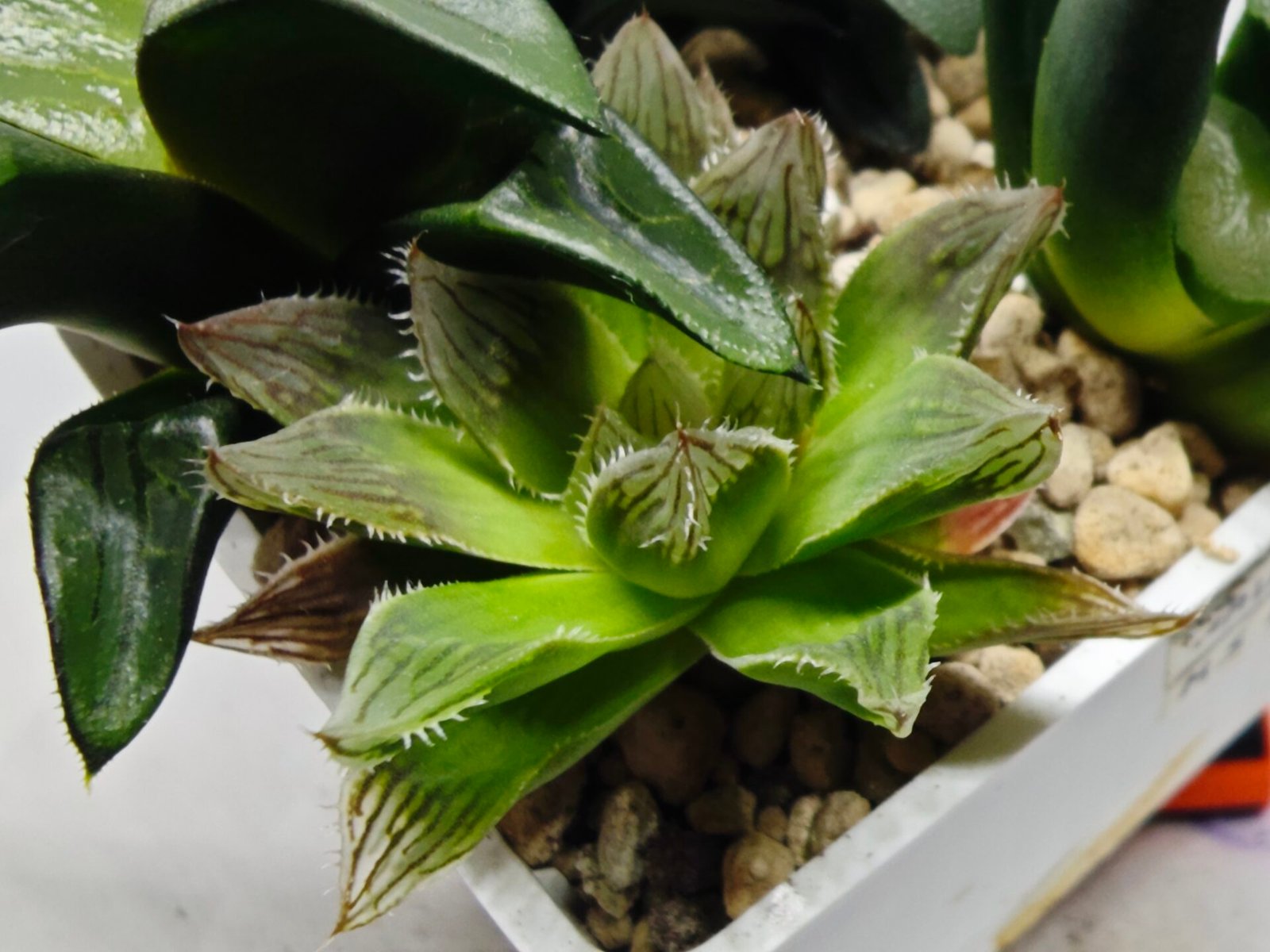 Haworthia Seedling MS182 Akebono Obtusa Variegated - 3