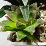 Haworthia Seedling MS182 Akebono Obtusa Variegated - 4