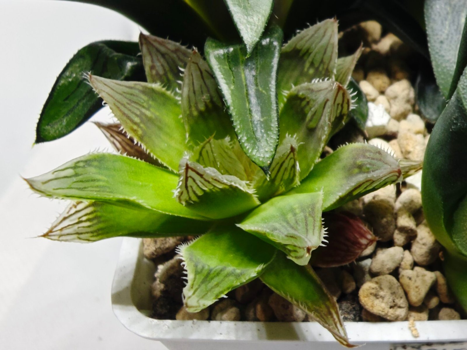 Haworthia Seedling MS182 Akebono Obtusa Variegated - 4