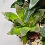Haworthia Seedling MS182 Akebono Obtusa Variegated - 5