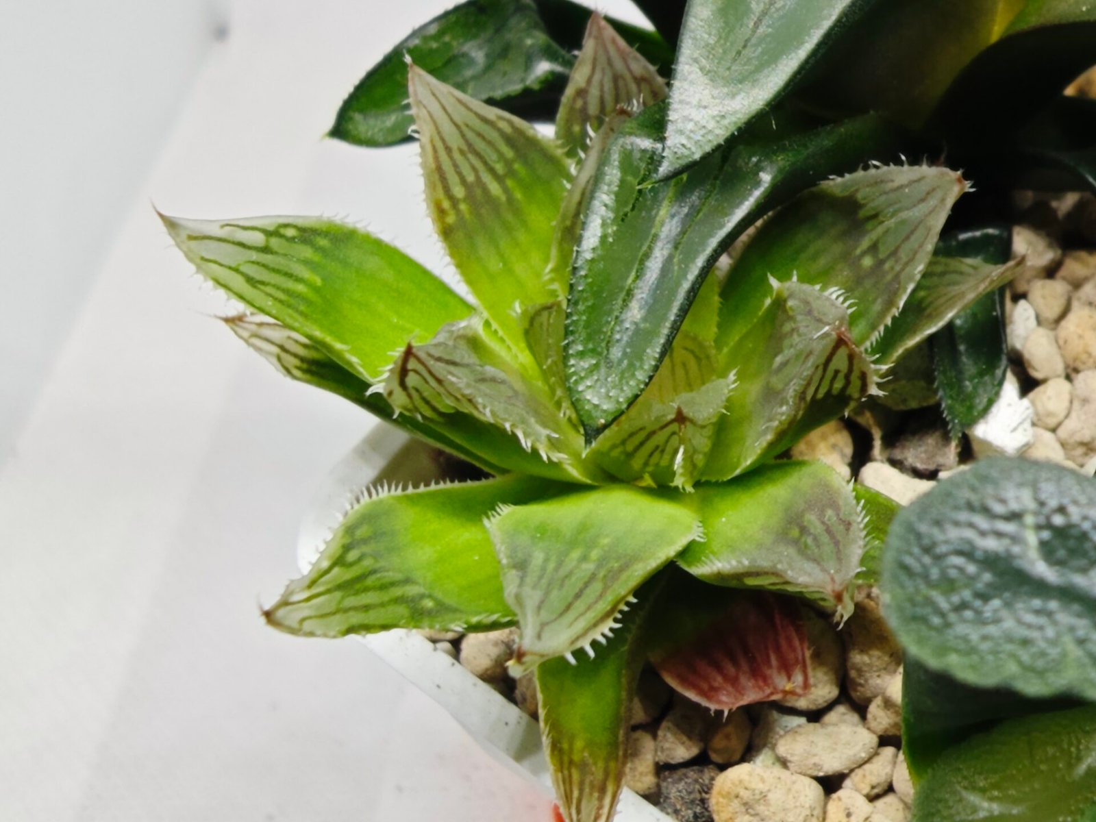Haworthia Seedling MS182 Akebono Obtusa Variegated - 5