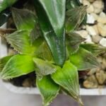 Haworthia Seedling MS182 Akebono Obtusa Variegated - 6