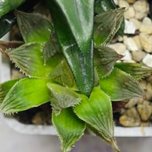 Haworthia Seedling MS182 Akebono Obtusa Variegated - 6