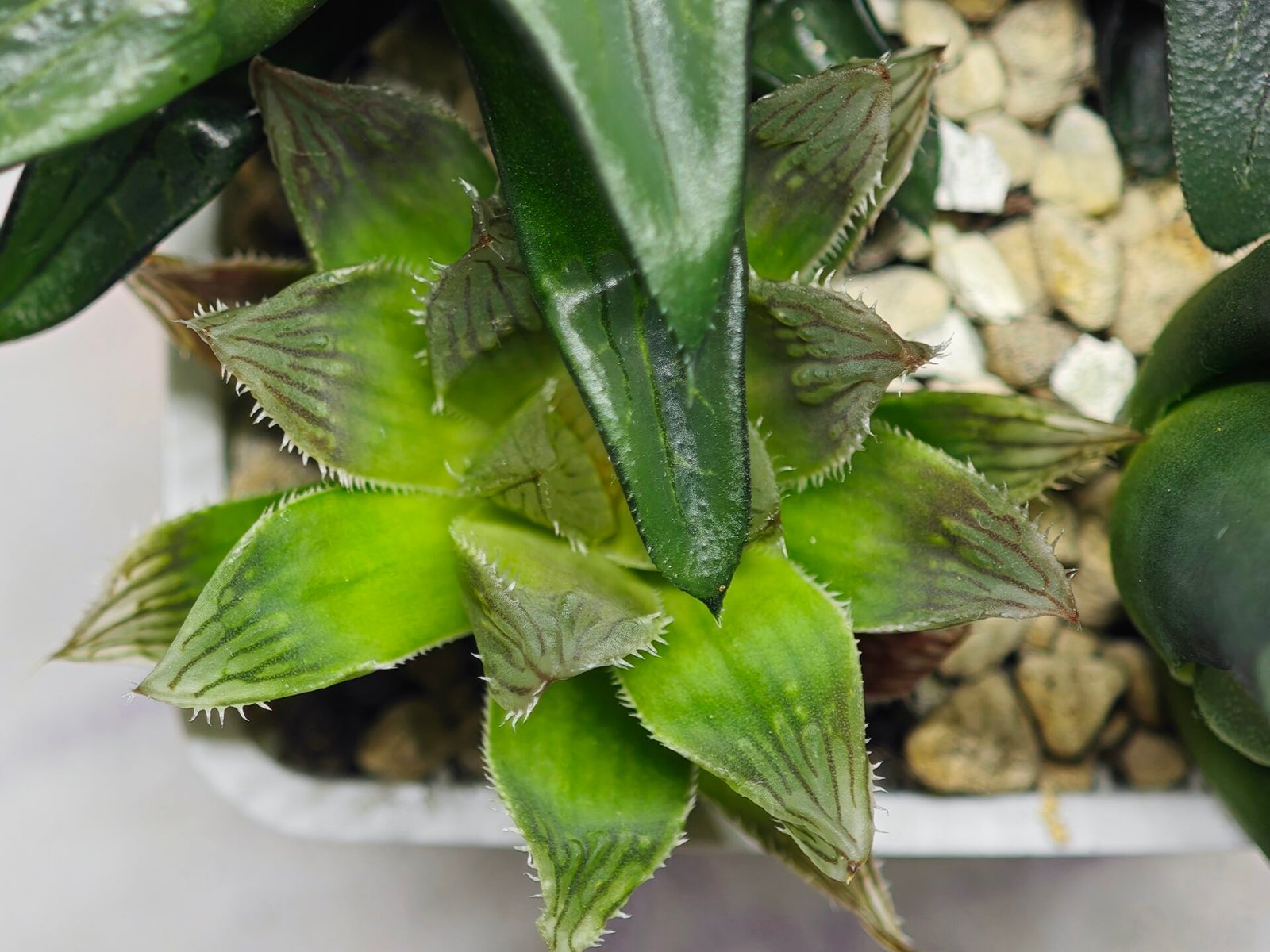 Haworthia Seedling MS182 Akebono Obtusa Variegated - 6